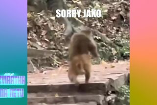 Makak sprintoval v parku po dvou jako člověk | Zvířátka na netu